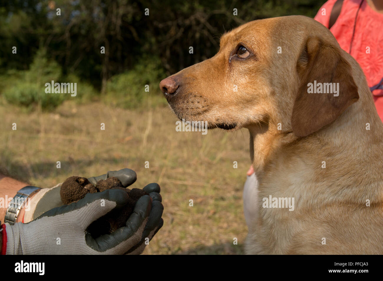 Trikala. Août 21, 2018. Photo prise le 20 août, montre un chien de chasse à la truffe en attente de récompense pour tous les truffes trouvés dans le nord-ouest de la Thessalie, Grèce. Credit : Apostolos Domalis/Xinhua/Alamy Live News Banque D'Images