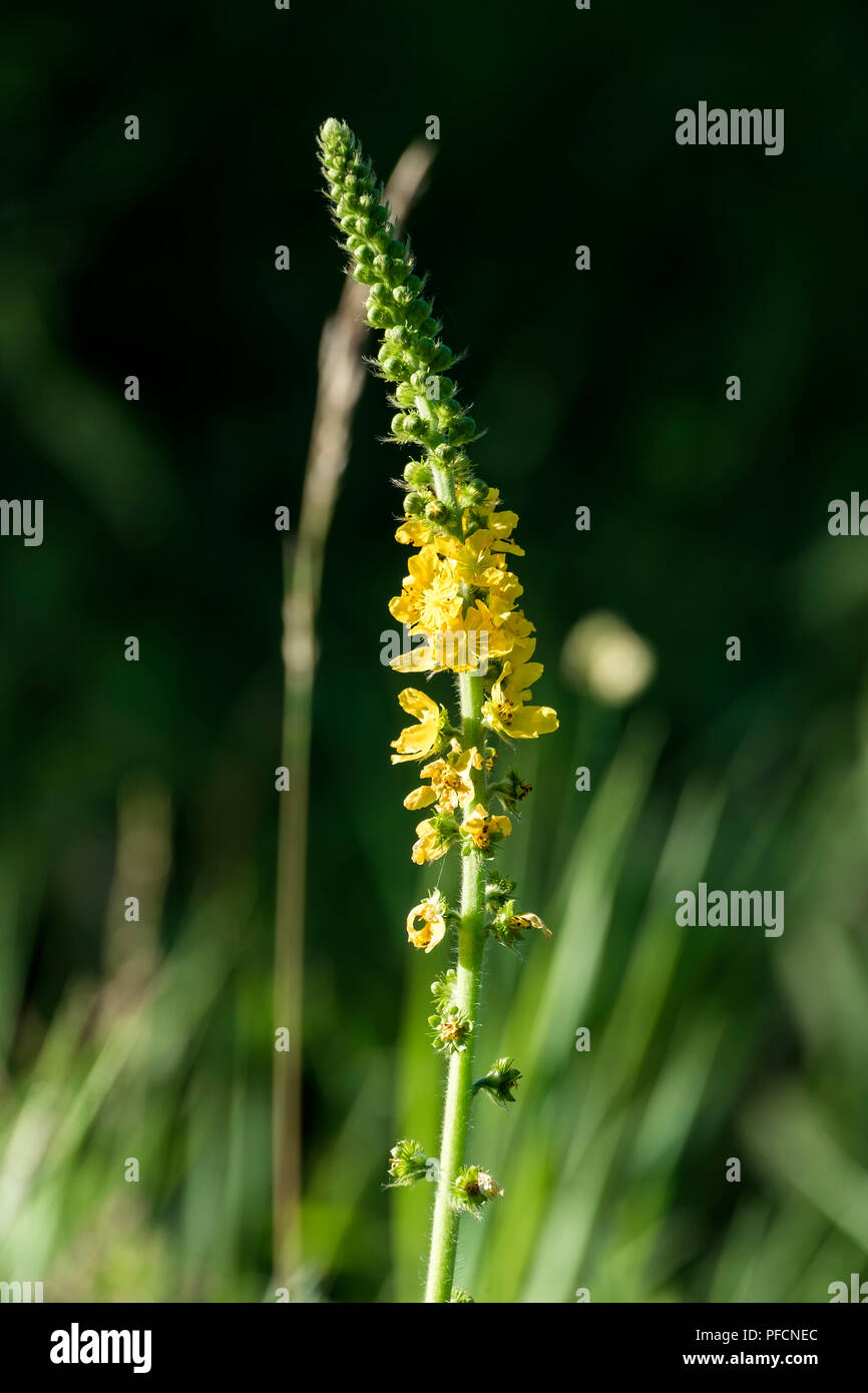 Inflorescence jaune d'aigremoine (Agrimonia eupatoria) Banque D'Images