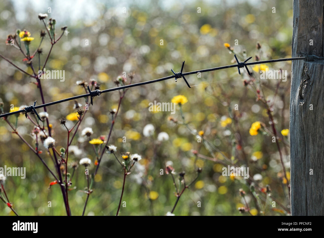 La tige de fil de fer barbelé sur fond de fleurs sauvages Banque D'Images