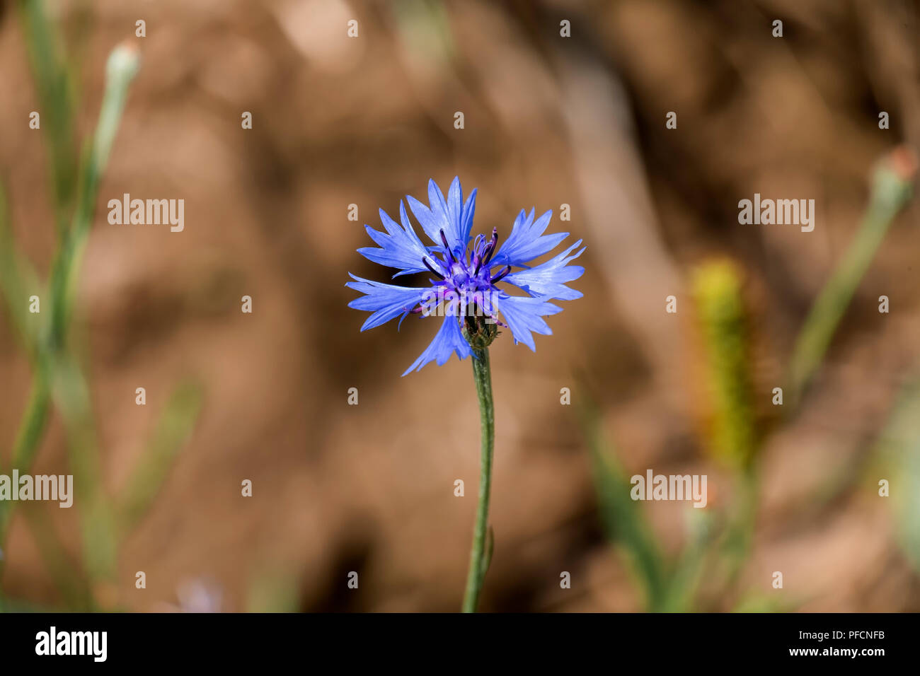 Fleur Bleue de bleuet (Centaurea cyanus) Banque D'Images