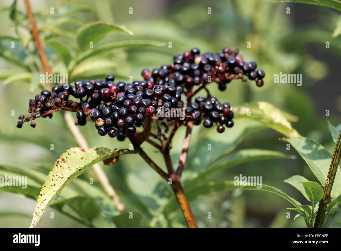 Bouquet de petits fruits mûrs aîné nain. Danewort (Sambucus ebulus) Petits fruits Banque D'Images