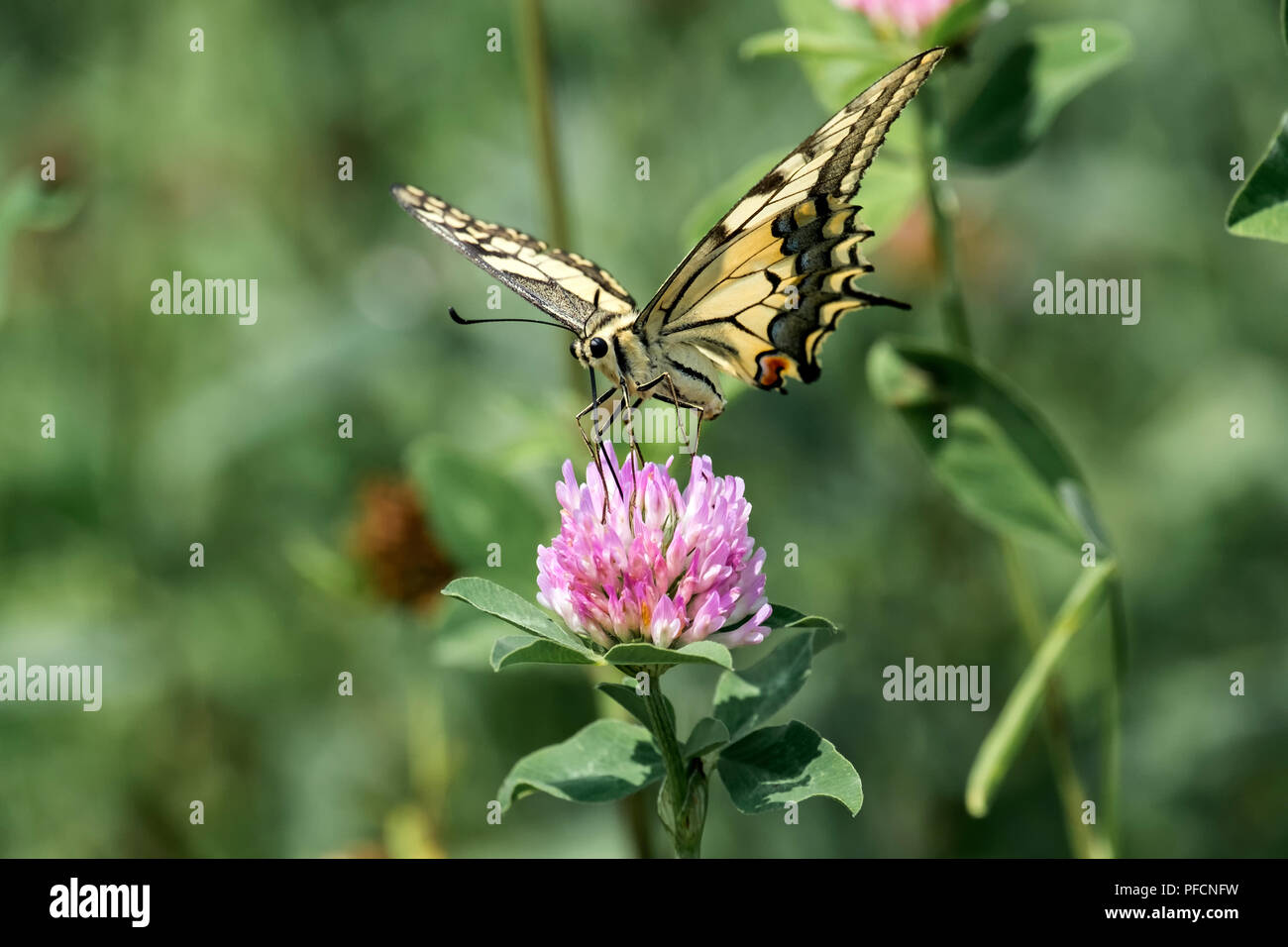 Machaon jaune commun recueillir le nectar des fleurs de trèfle rouge (Papilio machaon) Banque D'Images