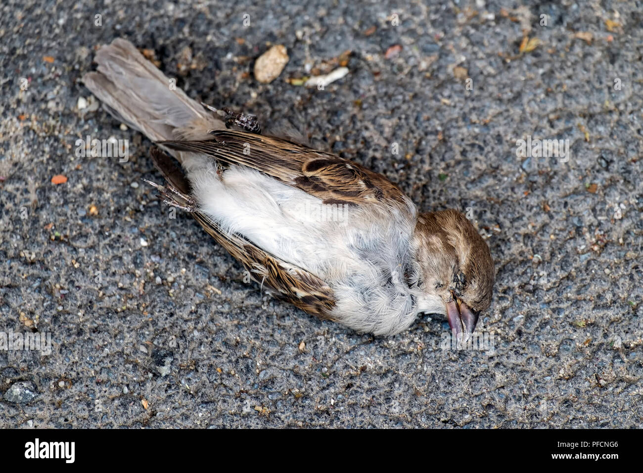 Dead sparrow se trouve sur l'asphalte Banque D'Images