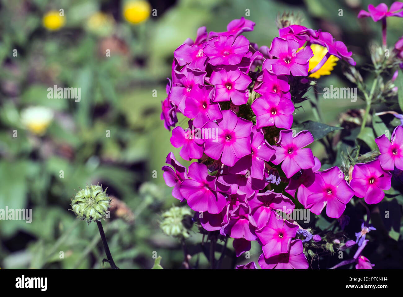Fleurs Magenta de phlox (Phlox paniculata) Banque D'Images