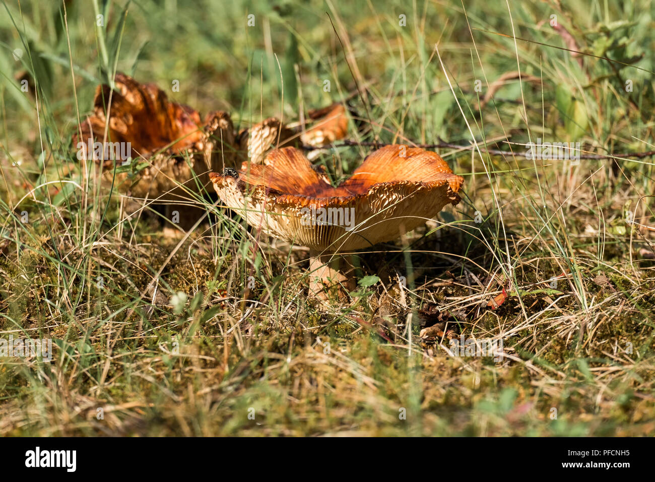 Ancienne Brittlegill puant. Champignons comestibles sous condition connue sous le nom de Russula foetens (russula puant) Banque D'Images