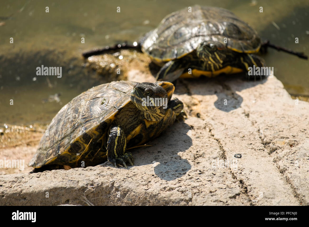 La tortue à oreilles rouges est chauffée au soleil (Trachemys scripta elegans) Banque D'Images