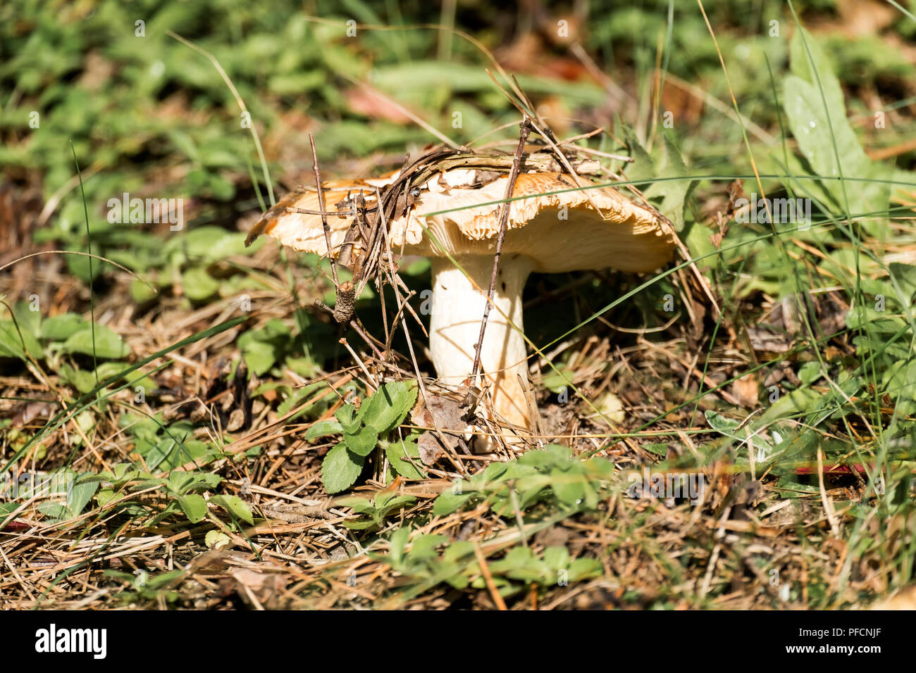 Brittlegill puant. Champignons comestibles sous condition connue sous le nom de Russula foetens (russula puant) Banque D'Images