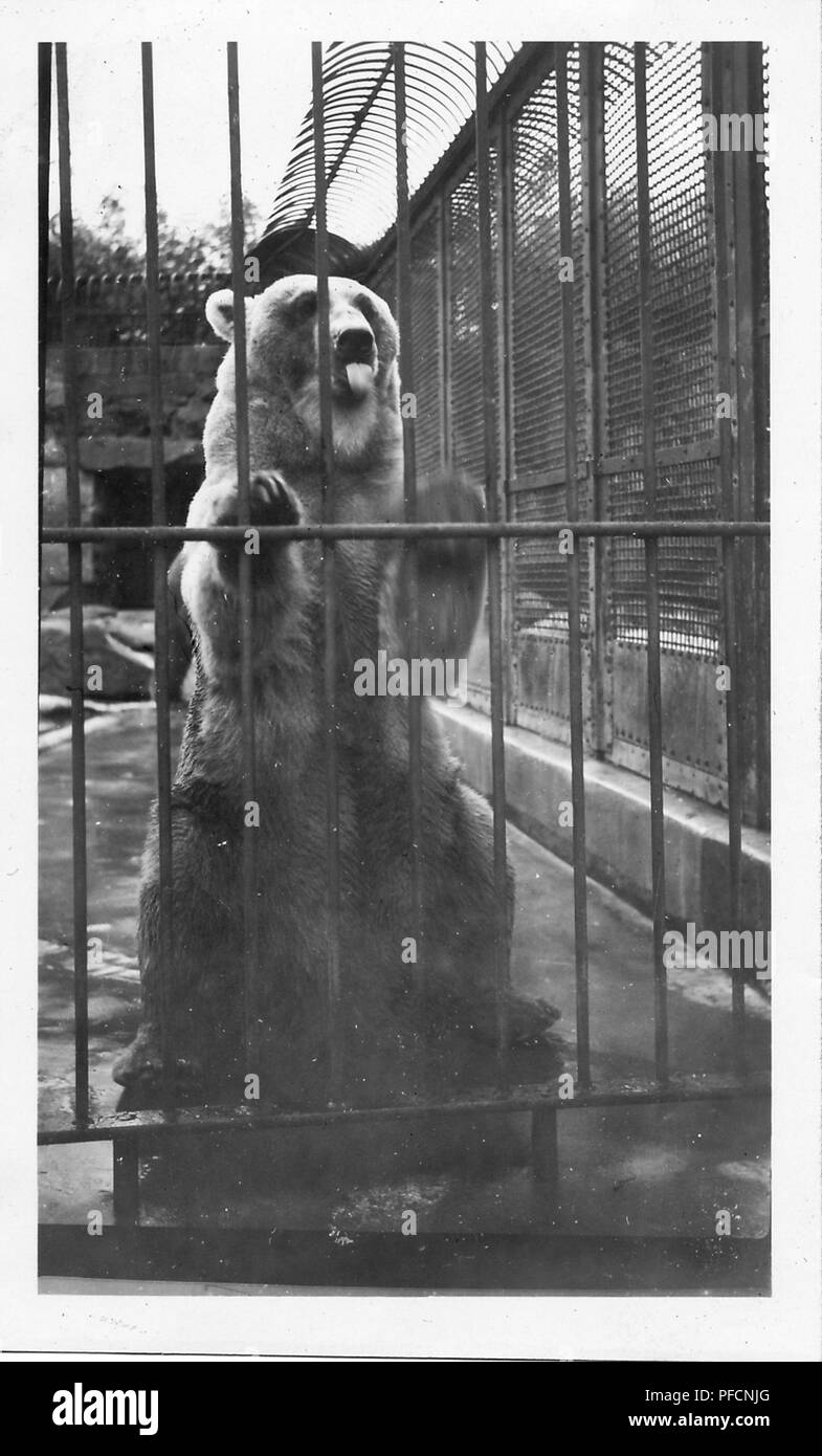 Photographie noir et blanc, montrant un grand ours de couleur sombre, debout sur ses pattes arrière, avec ses pattes avant en appui sur les barreaux de sa cage, face à la caméra, et qui sort sa langue, probablement photographié en Ohio dans la décennie suivant la Seconde Guerre mondiale, 1950. () Banque D'Images