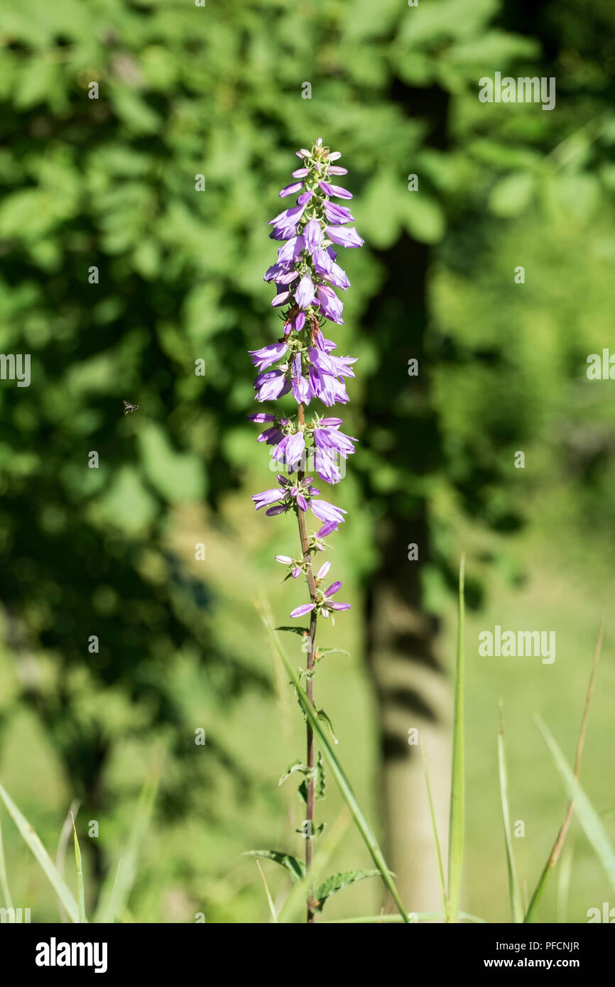 Fleurs violettes des cloches sur le terrain sur une longue tige (Campanula  bononiensis Photo Stock - Alamy