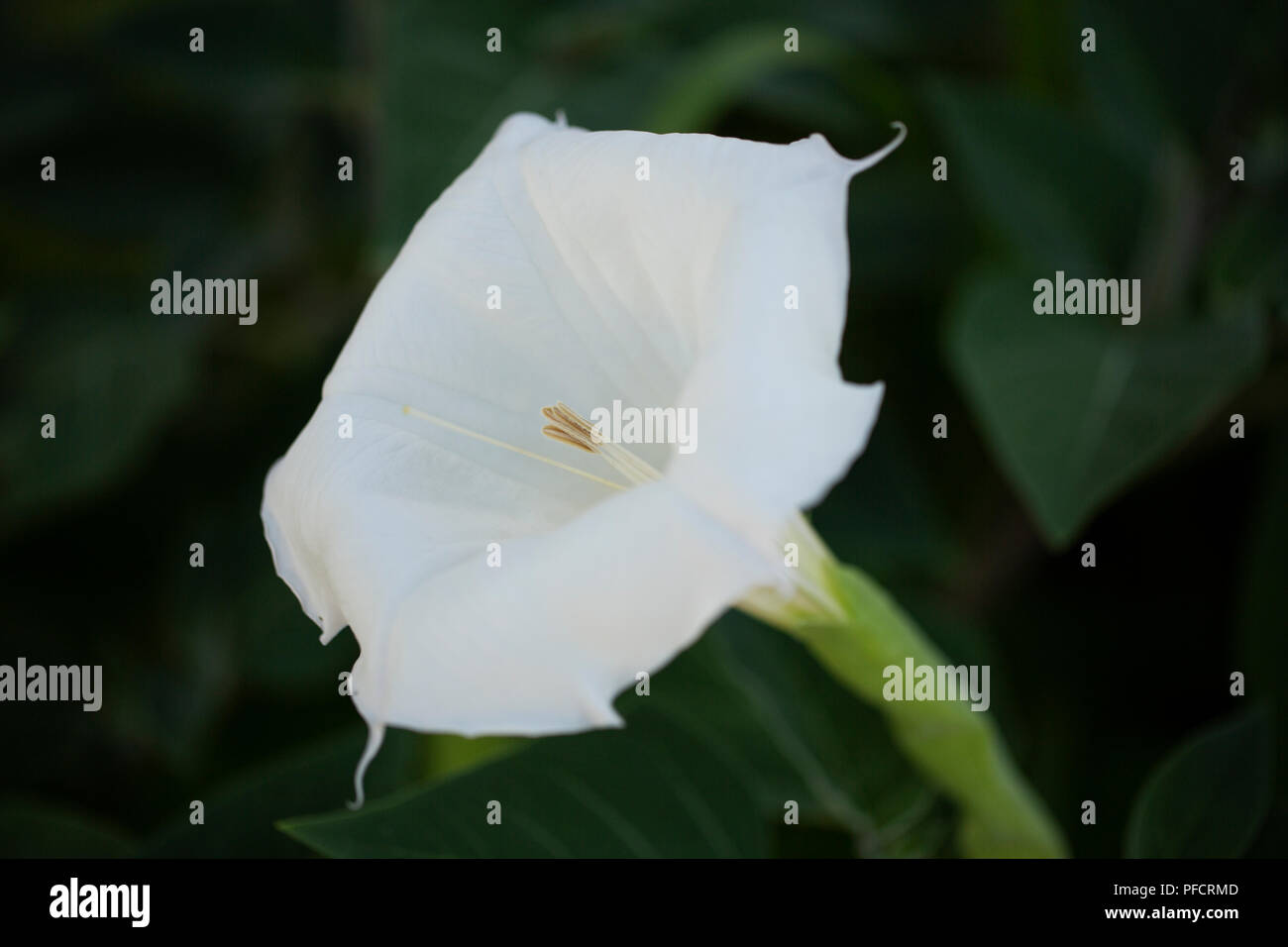 Datura inoxia inoxia, ou, également connu sous le nom de thorn downy apple, lune, fleur, trompette de l'ange trompette du diable, ou pricklyburr, dans la famille des solanacées. Banque D'Images