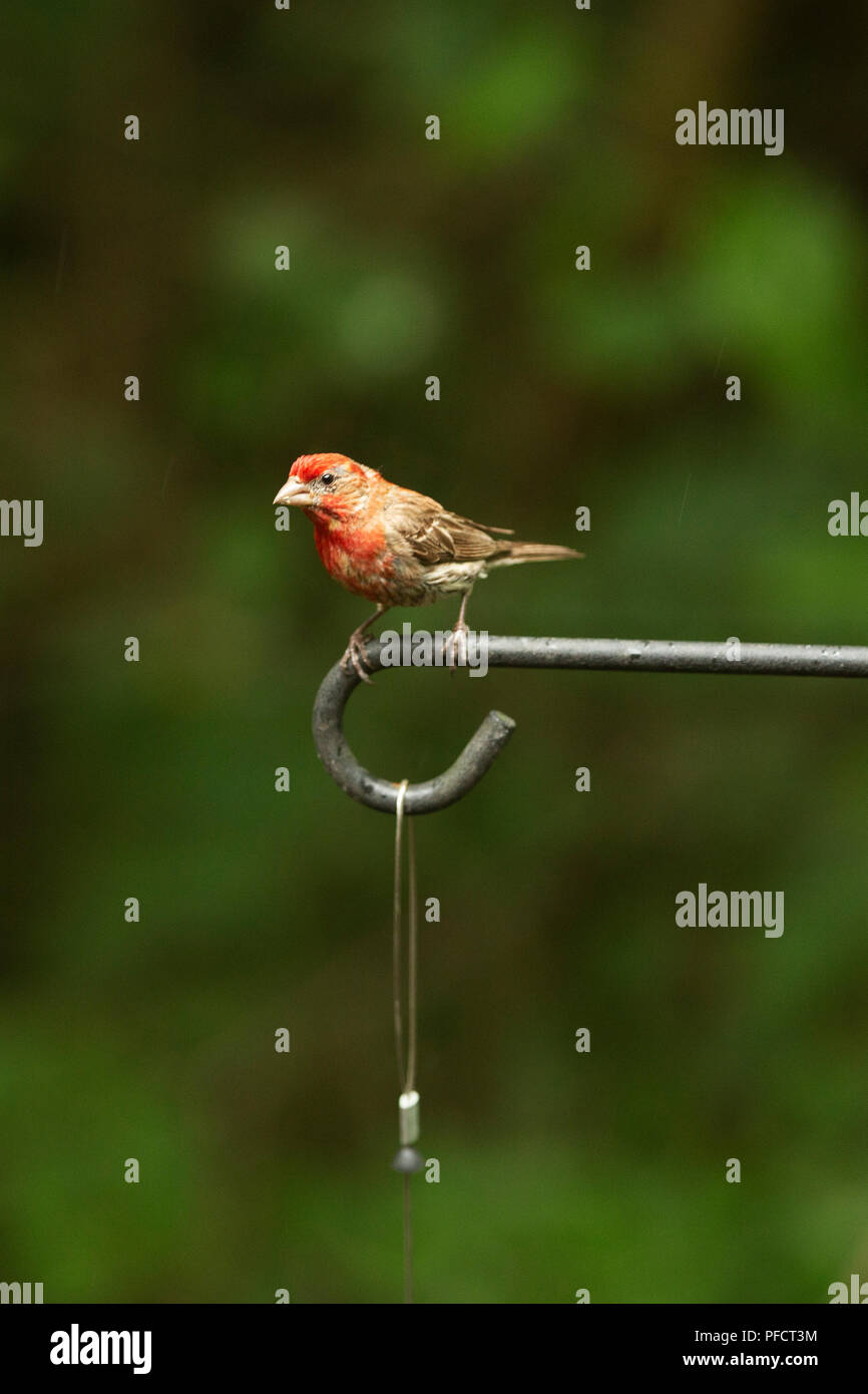 Mâle adulte Roselin familier (Haemorhous mexicanus) assis sur un poteau de métal. Banque D'Images