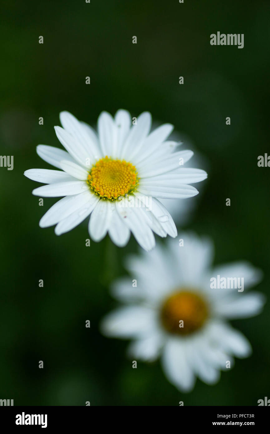 La politique commune de la marguerite (Leucanthemum vulgare), également connu sous le nom de la grande marguerite ou oxeye daisy, Daisy, chien ou lune daisy. Banque D'Images
