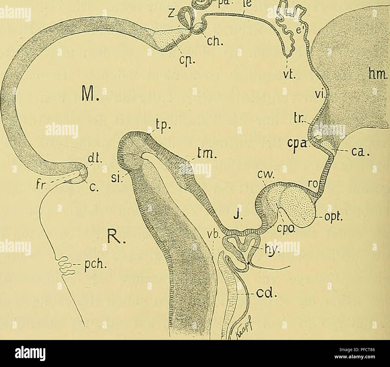 . Medicinisch-Naturwissenschaftlichen Denkschriften der Gesellschaft zu Jena. . Fig. (7) de Kupffer. nach v. Blindschleiche. Schuppen- bildung eingeleitet dans welligen Erhebungen des téguments. 50:1. Querschnitt durch das Grenzgebiet des Hemisphae- riums gegen den Lobus olfactorius. pa Pallium, sp sous-pallium, fa Fissura arcuata, fe F. collateralis, vi Seiten- Blutsinus ventrikel, bl. Fig. (8) de Kupffer. nach v. Anguis. fragüis Säule und Wirbel- Schädelbasis Septura, Ethmoïde. knorpelig und interorbitale Kopfgelenk ausgebildet. Dans Zahnleiste beiden Kiefern. 50:1. Bezeichnungen wie Fig. 6. Außerdem Banque D'Images