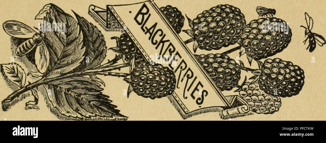 Ce catalogue fournit une gamme d'arbres fruitiers, d'arbres ornementaux et d'arbustes, y compris une variété de petits fruits tels que les mûres, les framboises et les fraises. Ces fruits sont faciles à cultiver et offrent des rendements rentables, en particulier dans la petite agriculture. Banque D'Images