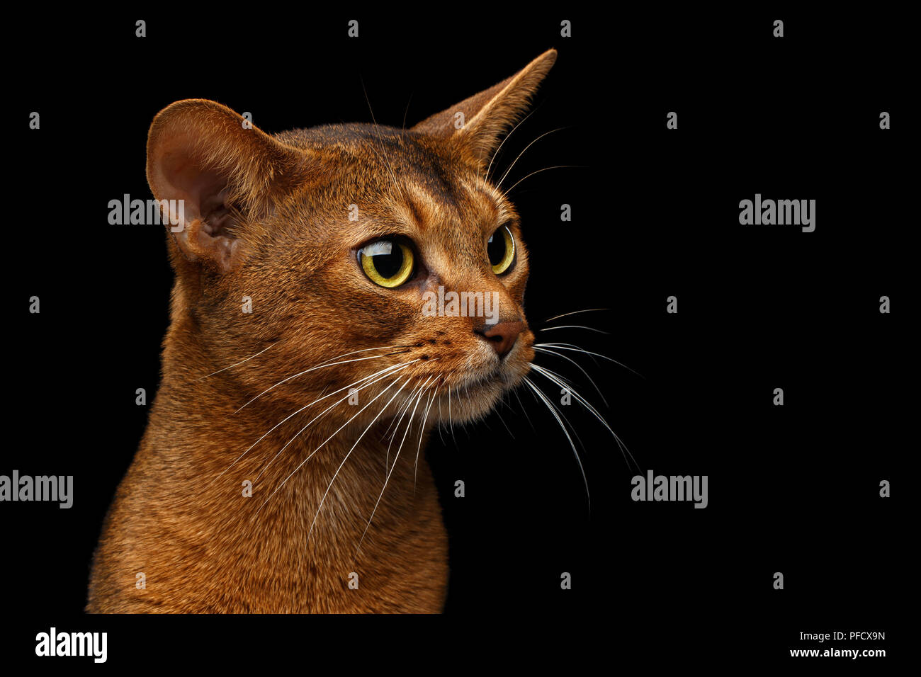 Profil D Un Chat Mignon Posant Dans L Ombre Photo Stock Alamy Profil D Un Chat Mignon Posant Dans L Ombre Photo Stock Alamy