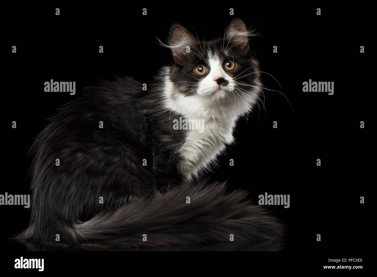 Noir Avec Blanc Espiègle Chat Sibérien Avec Spot Sur Le Nez