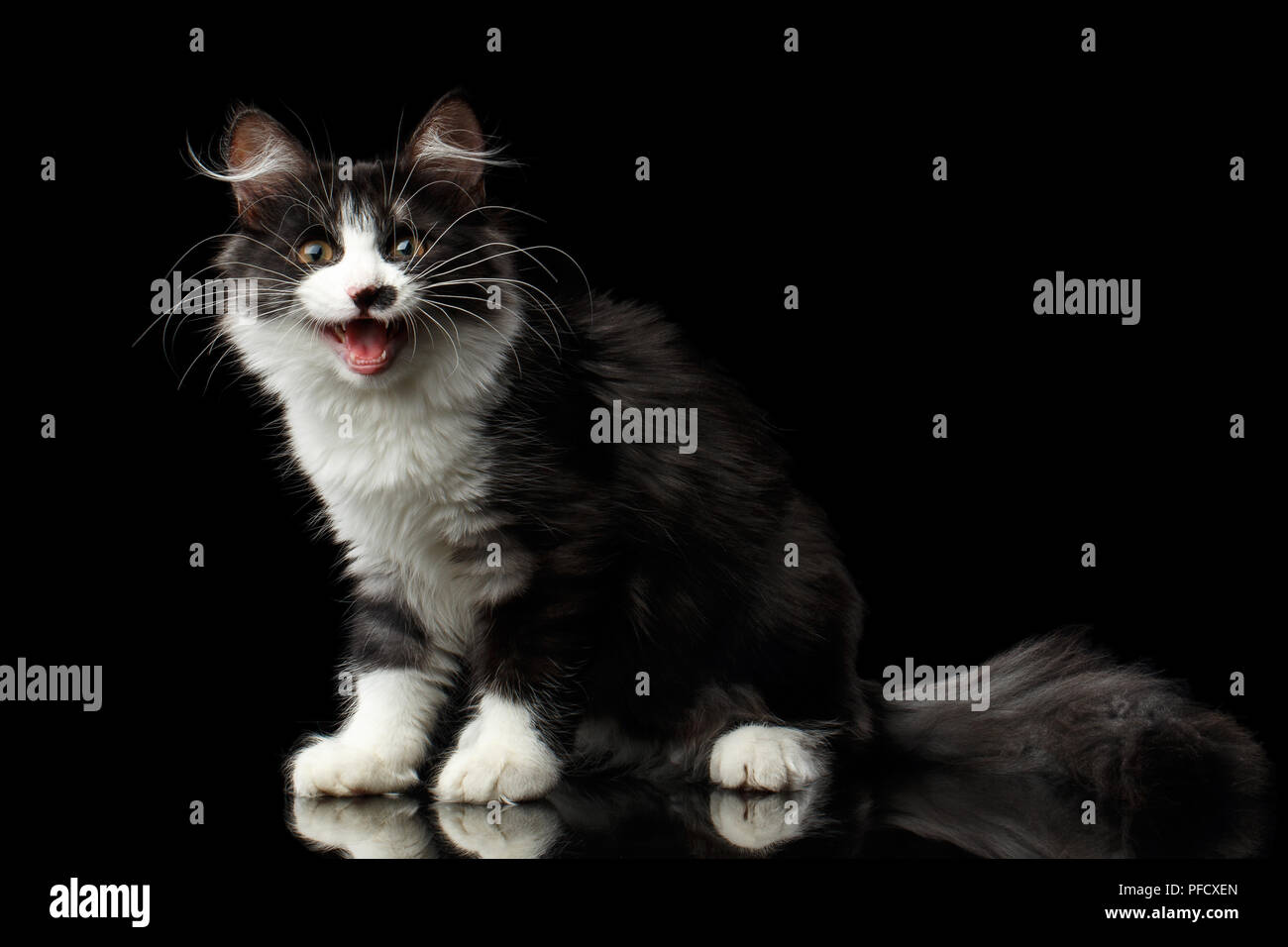 Cute Black Avec Blanc Chat Sibérien Avec Spot Sur Le Nez