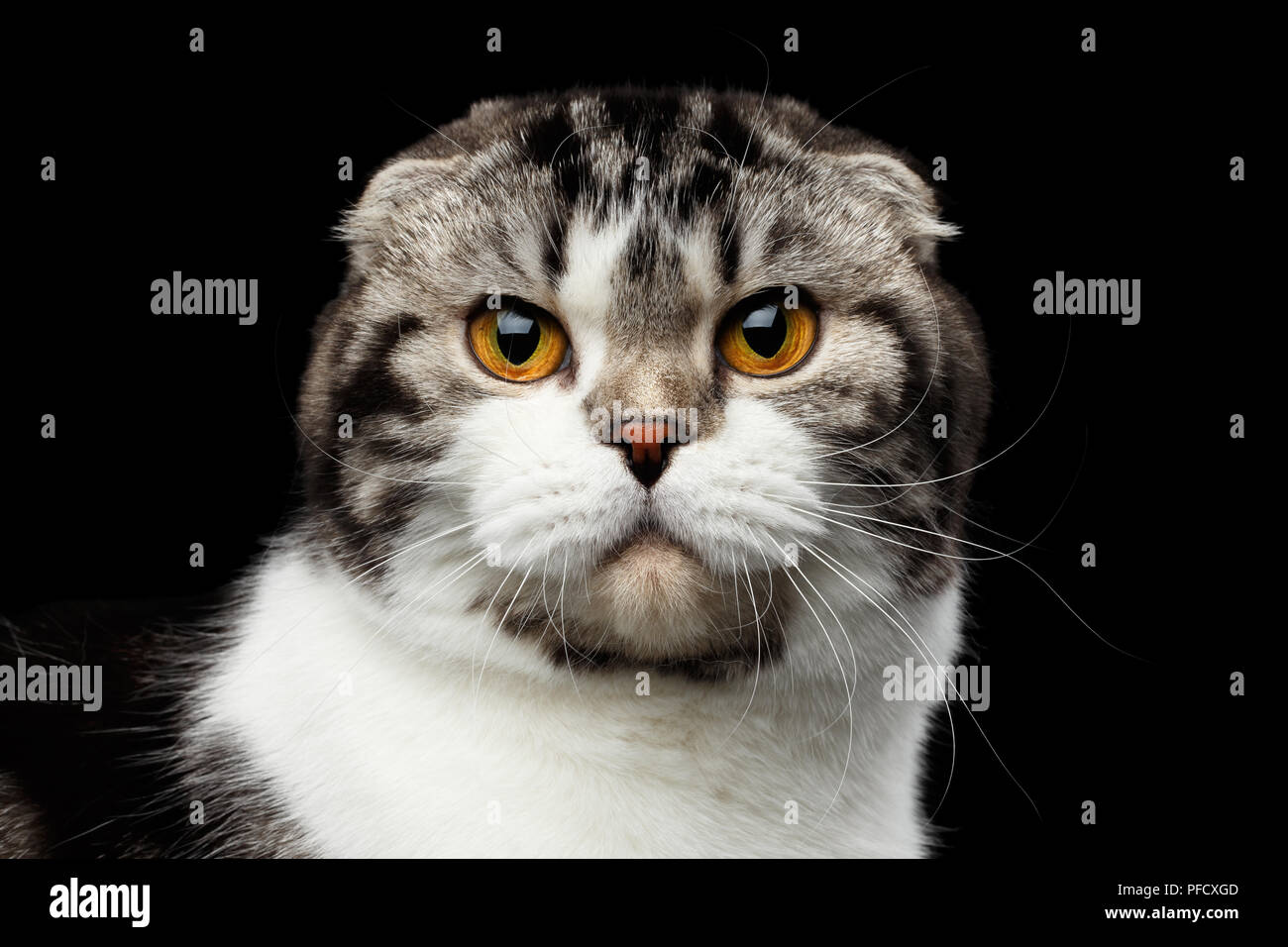 Close Up Portrait Of Serious Chat De Race Scottish Fold Isole Sur Fond Noir De Petites Oreilles Et A La Tete Ronde A Huis Clos Photo Stock Alamy