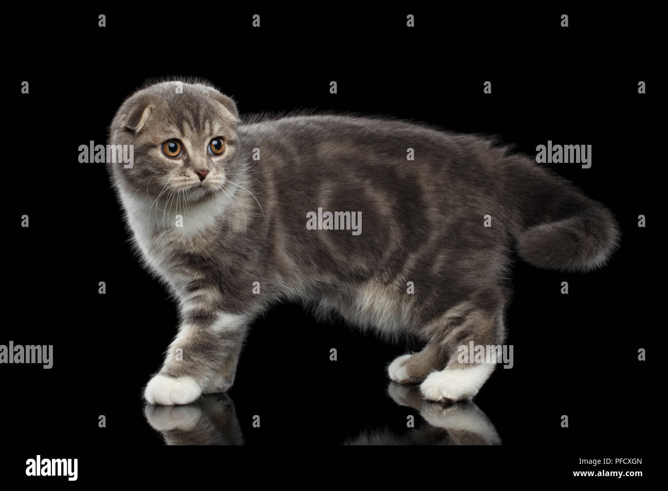 Mignon Petit Chat Scottish Fold Race Avec Tabby Sur Le Corps Isole Sur Fond Noir Avec Reflet Photo Stock Alamy