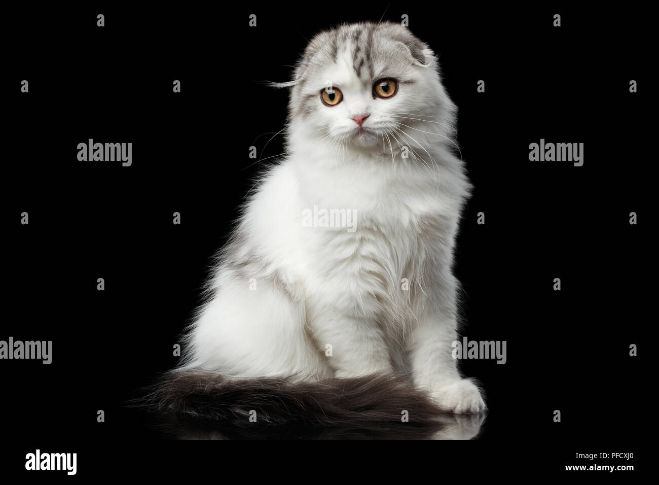 Scottish Fold blanc fourrure chaton de race highland avec tabby assis et curieux se fond noir isolé Banque D'Images