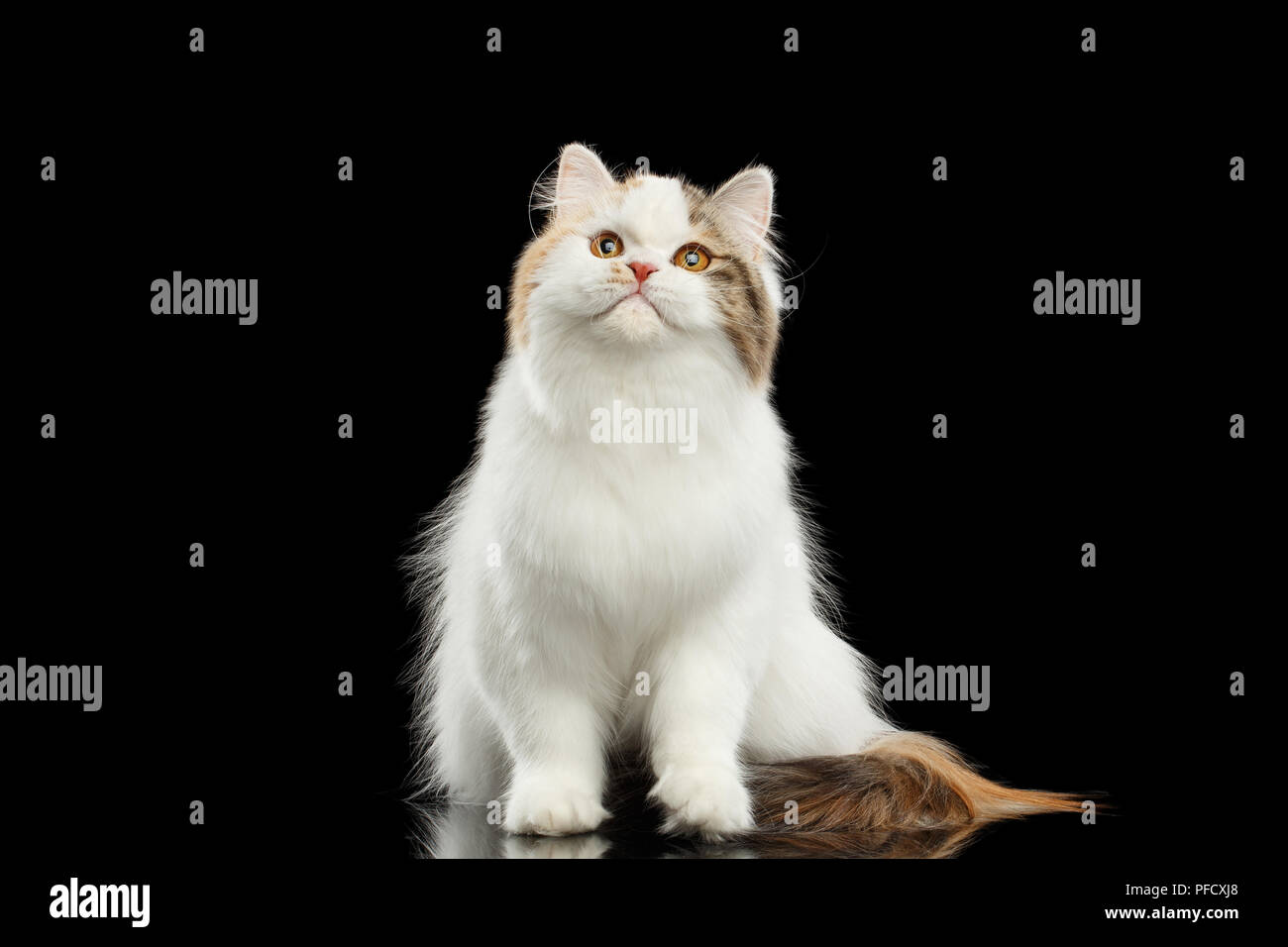 Portrait de Scottish Highland Straight, chat blanc avec couleur rouge de fourrure, assis et curieux jusqu'à fond noir, isolée, vue avant Banque D'Images
