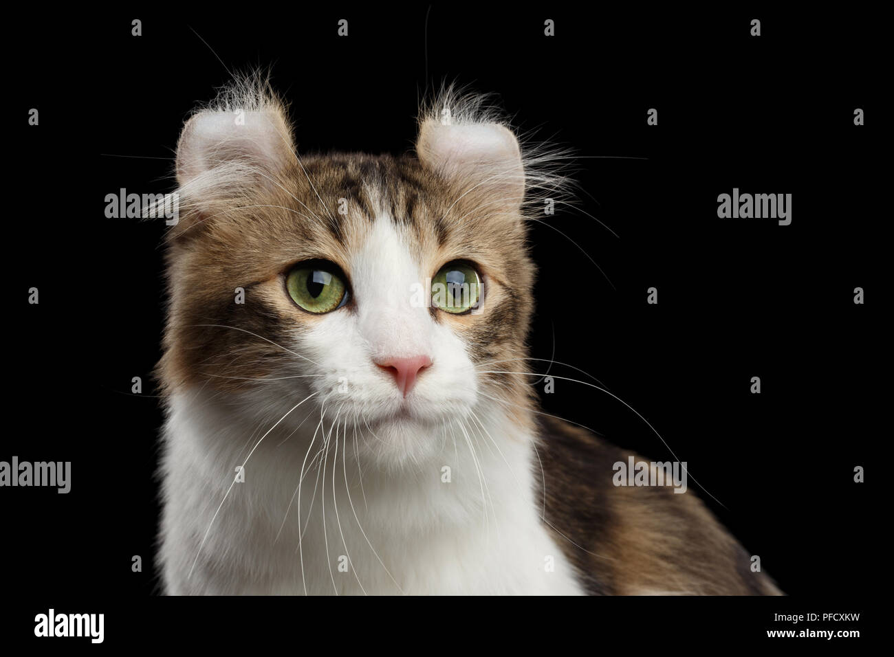 Closeup Portrait Of American Curl Avec Race De Chat Oreilles Torsadee Sur Fond Noir Isole Vue Arriere Photo Stock Alamy