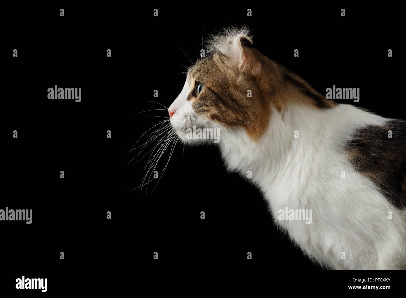Closeup Portrait Of American Curl Avec Race De Chat Oreilles Torsadee Sur Fond Noir Isole Vue De Profil Photo Stock Alamy