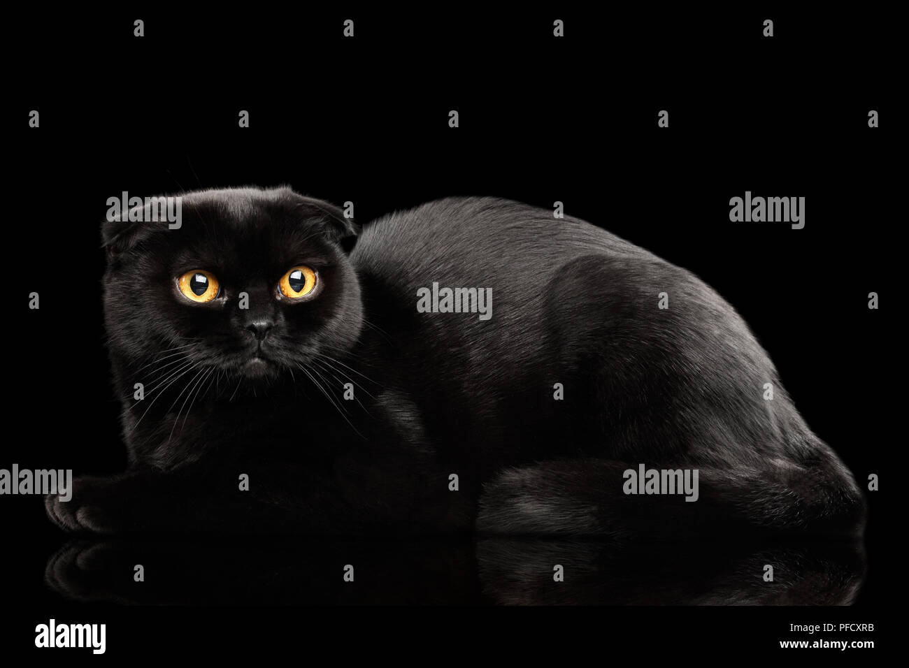Chat Scottish Fold noir avec les yeux jaunes se trouvant sur miroir isolé sur fond noir, Side view Banque D'Images