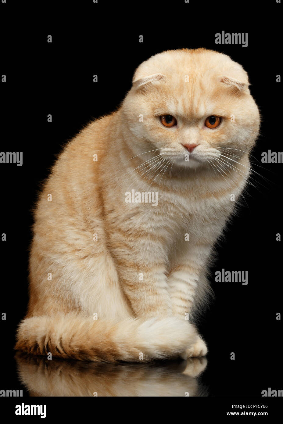 Scottish Fold gingembre Cat Sits et à la caméra en isolé sur fond noir Banque D'Images