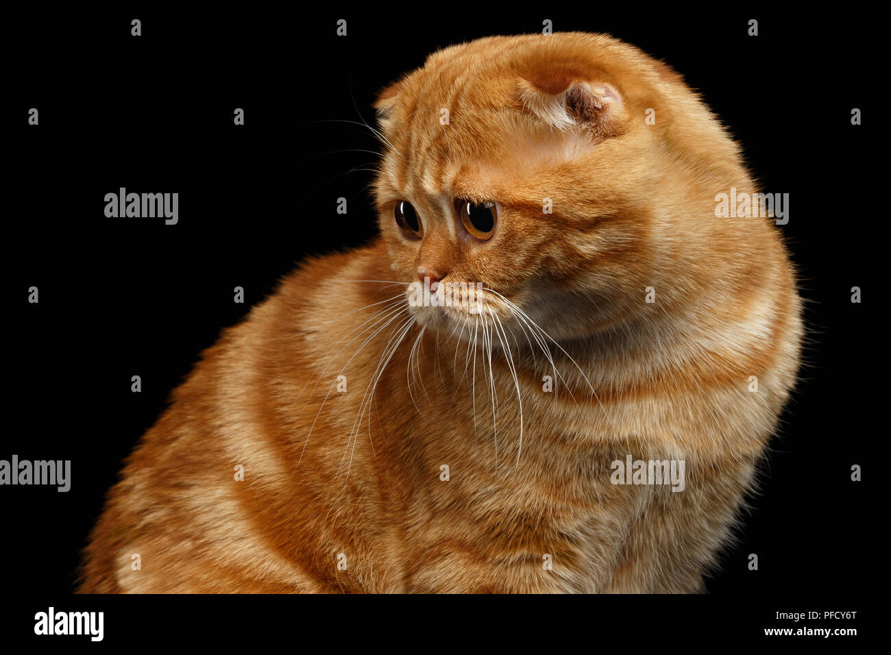 Le gingembre Scottish Fold Chat retour isolé sur fond noir Banque D'Images