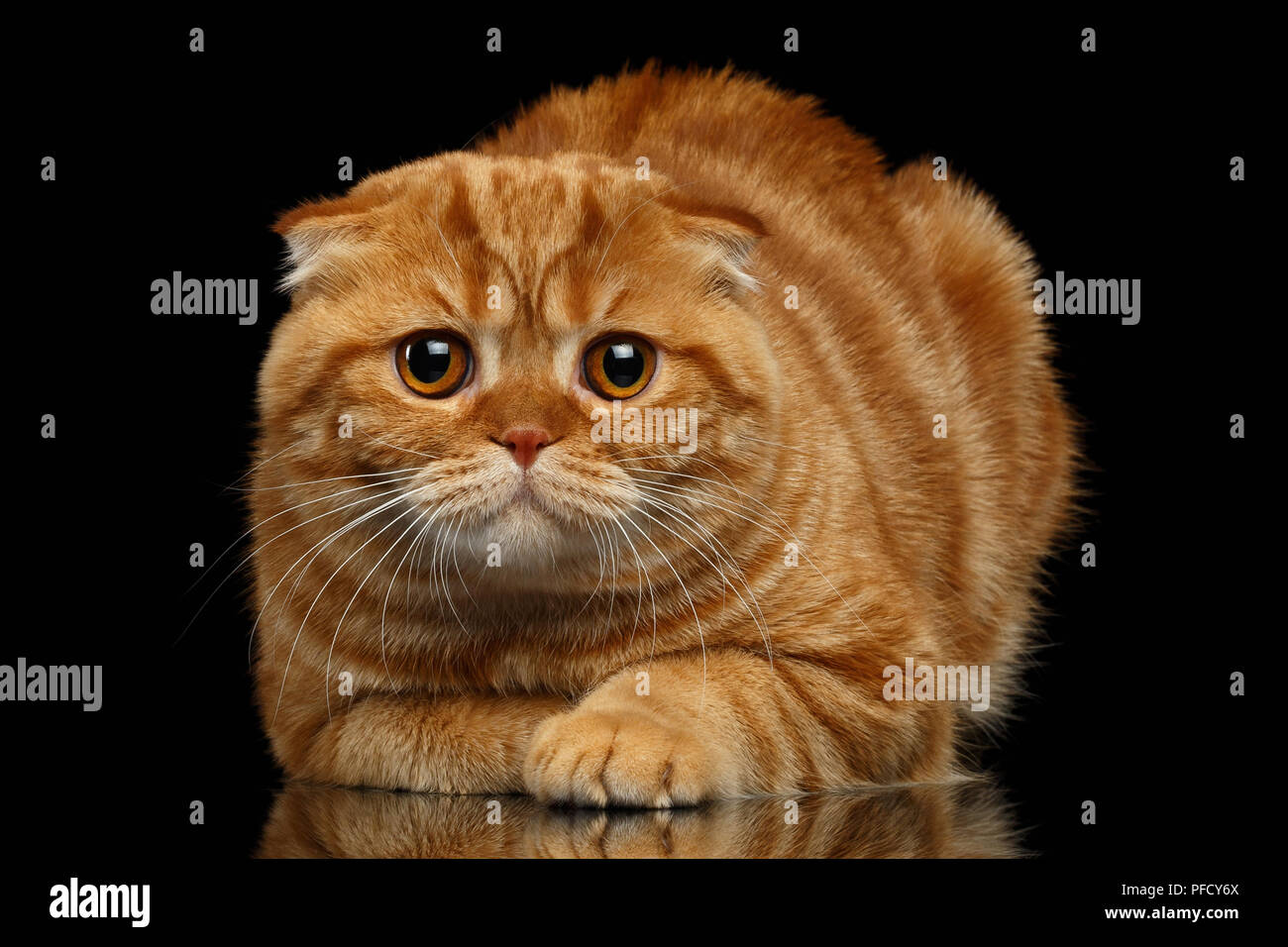 Scottish Fold gingembre Cat se trouve sur fond noir Banque D'Images