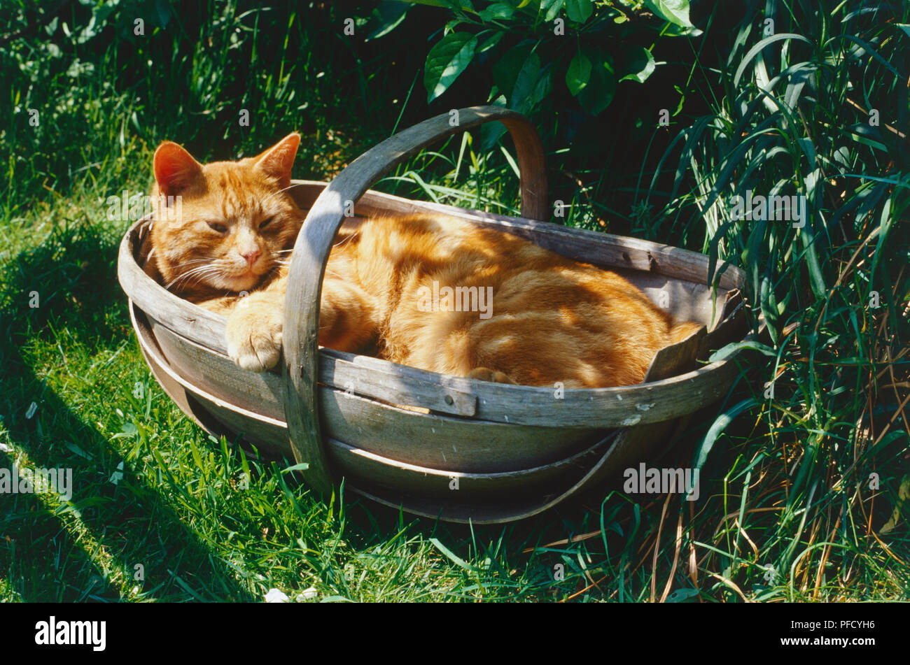 Le gingembre cat allongé sur le dos au panier en bois dans jardin, pattes avant le repos sur le côté du panier, l'herbe et de feuillage entourant, cat à très détendu en soleil. Banque D'Images