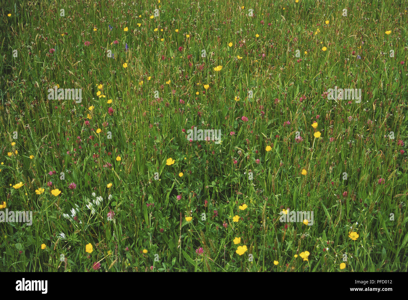 Wildflower meadow Banque D'Images