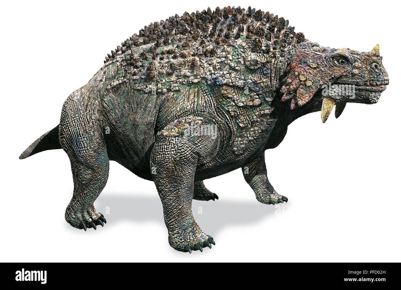 Scutosaurus, vue de côté. Banque D'Images
