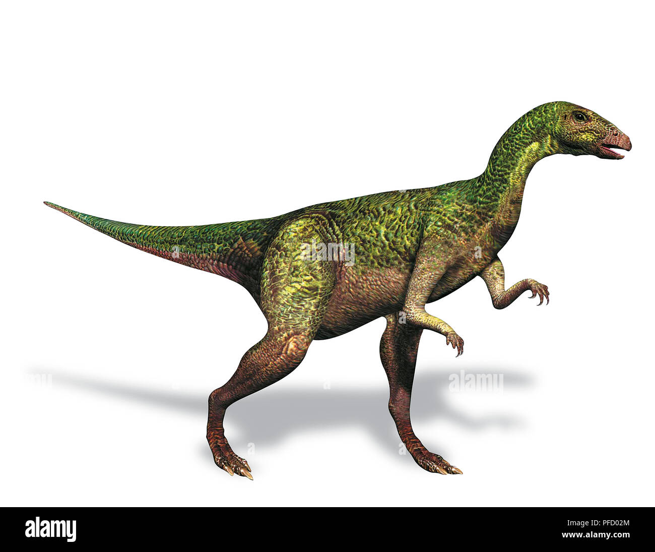Dryosaurus 'lézard', chêne, vue de côté. Banque D'Images
