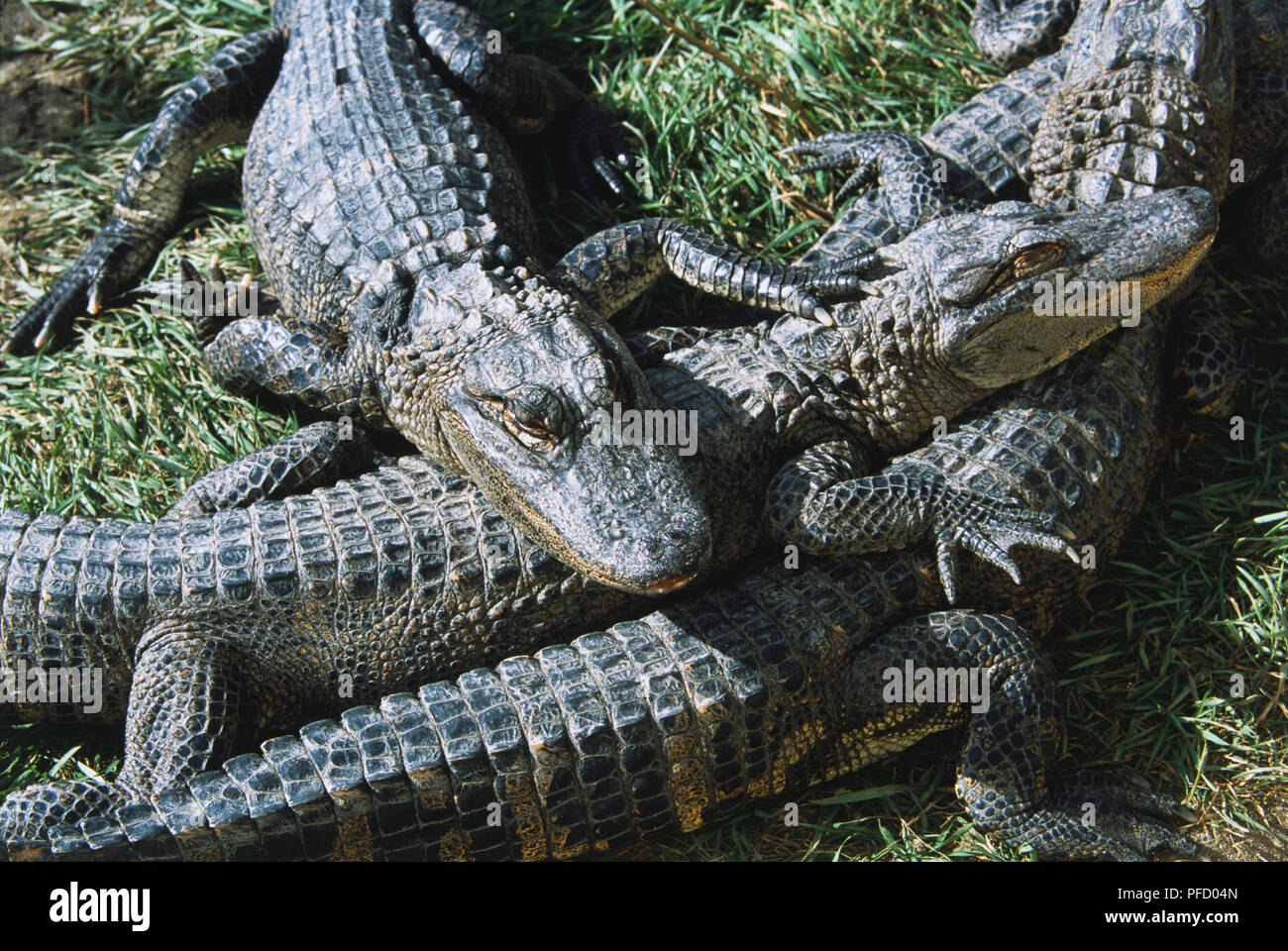 USA, Colorado, Mosca, Alligator Farm, alligators dans soleil, Close up Banque D'Images