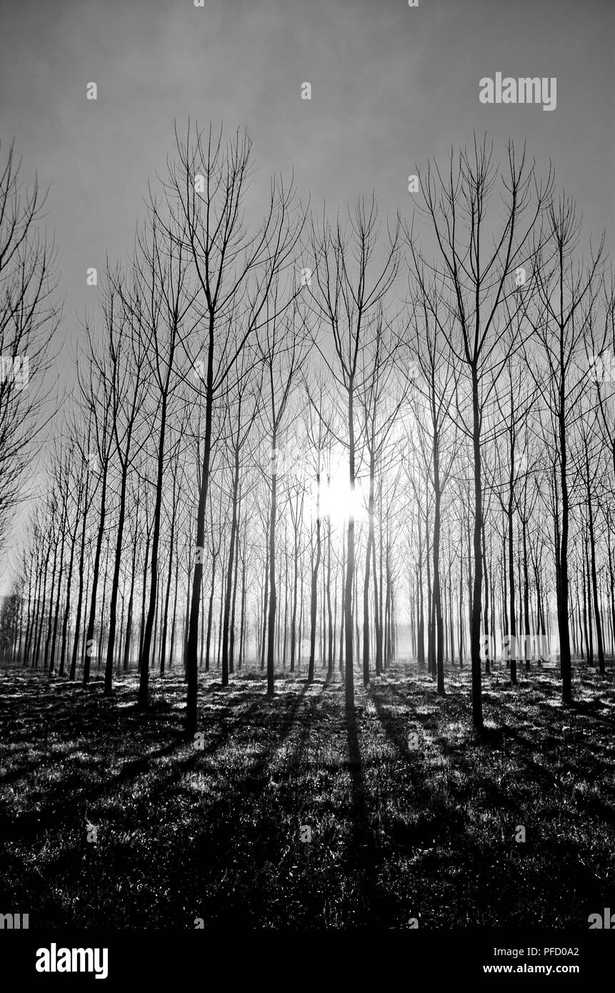 La lumière du soleil le matin filtre à travers les arbres de la campagne cultivée Banque D'Images