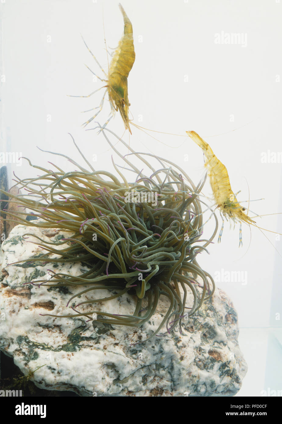 Anemonia viridis, Vert Snakelocks rock sur anémone en attente de capturer deux crevettes commun piscine à proximité. Banque D'Images
