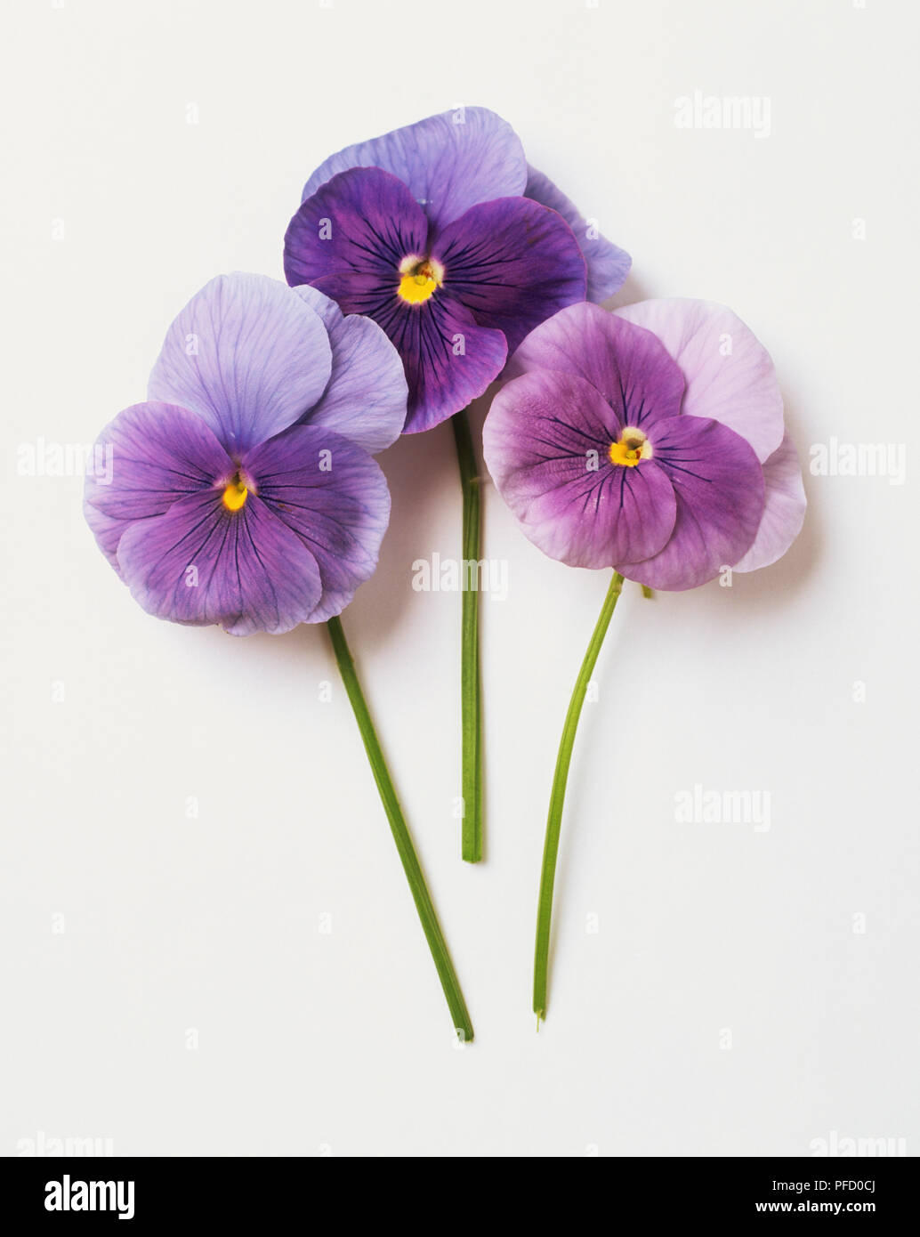 Viola sp., trois pensées violettes, Close up. Banque D'Images