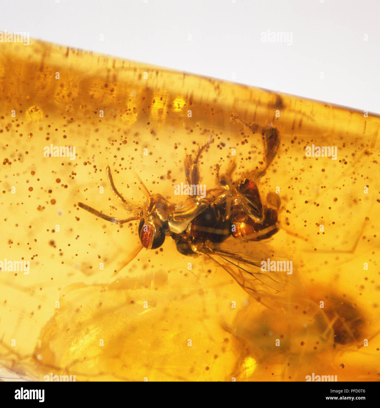 Rouge, noir et couleur bronze avec des insectes ailes finement structurées, piégés dans l'ambre de pièce Banque D'Images