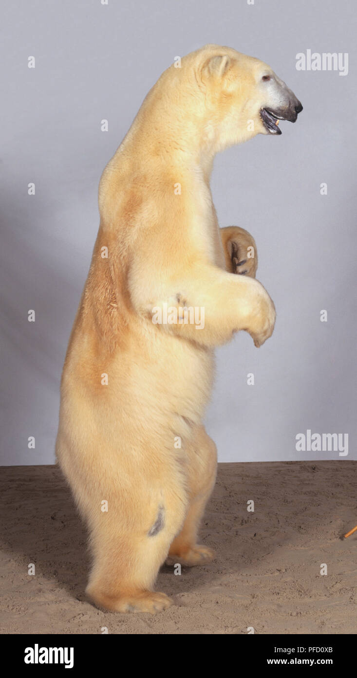 Des profils l'ours polaire (Thalarctos maritimus), brun clair, manteau,  bouche à moitié ouverte, debout, vue de côté, en face de l'homme pointant  avec deux bâtons longs, feuilles blanches en arrière-plan, plage de