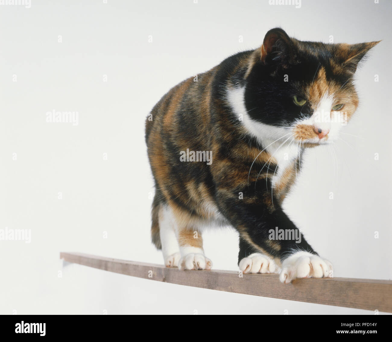 Écaille de chat (Felis sylvestris catus) marche sur poutre de bois, low angle view. Banque D'Images