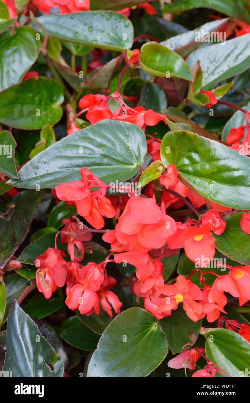 Begonia Dragon Wings Banque D'Images