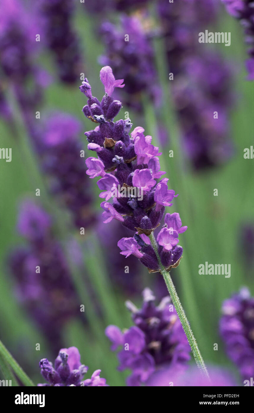 Lavandula angustifolia 'Twickel Purple', lavande, Close up of long, violet flowerhead. Banque D'Images
