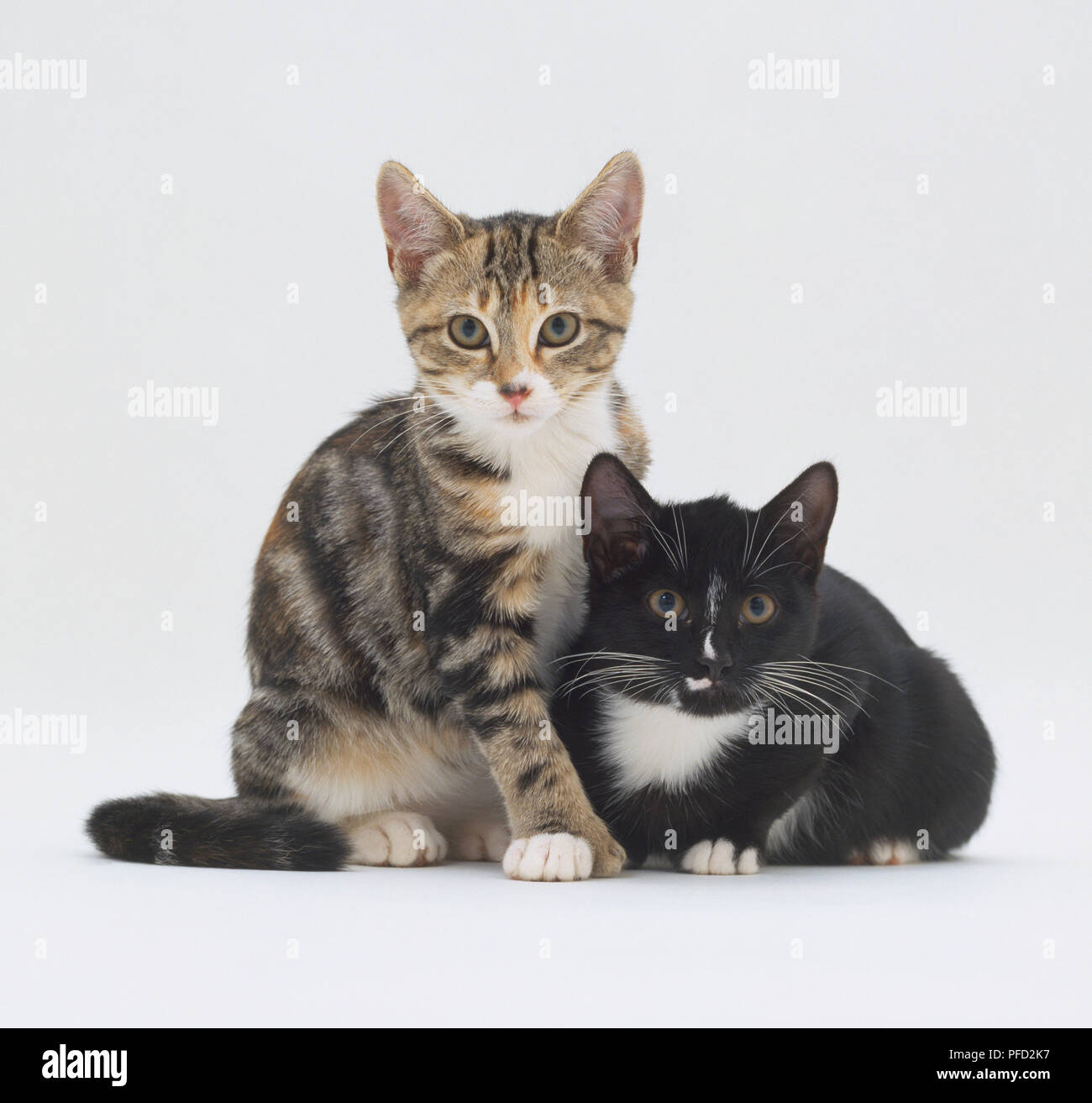 Tabby et blanc chaton assis avec un chaton noir et blanc, à la fois l'arbre. Banque D'Images