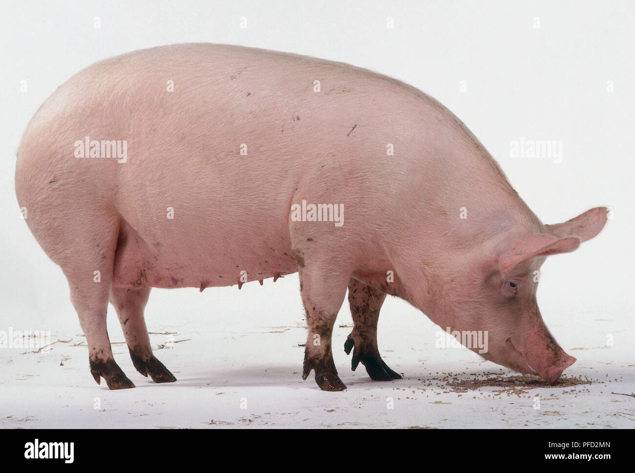 Sow, âgés de 1 ans et demi, teets le ventre, sur la peau rose avec des poils blancs, de grandes oreilles dressées, long museau, de petits yeux, debout, à quatre doigts, reniflant de sol, vue de côté. Banque D'Images