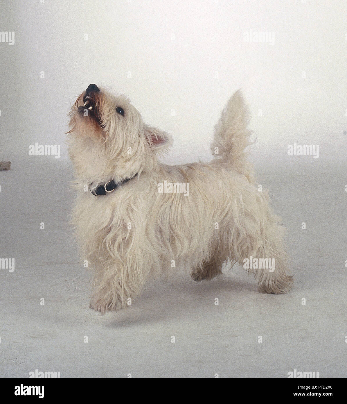 Un West Highland White Terrier avec de longs poils blancs aboie tout en collant son nez en l'air. Banque D'Images