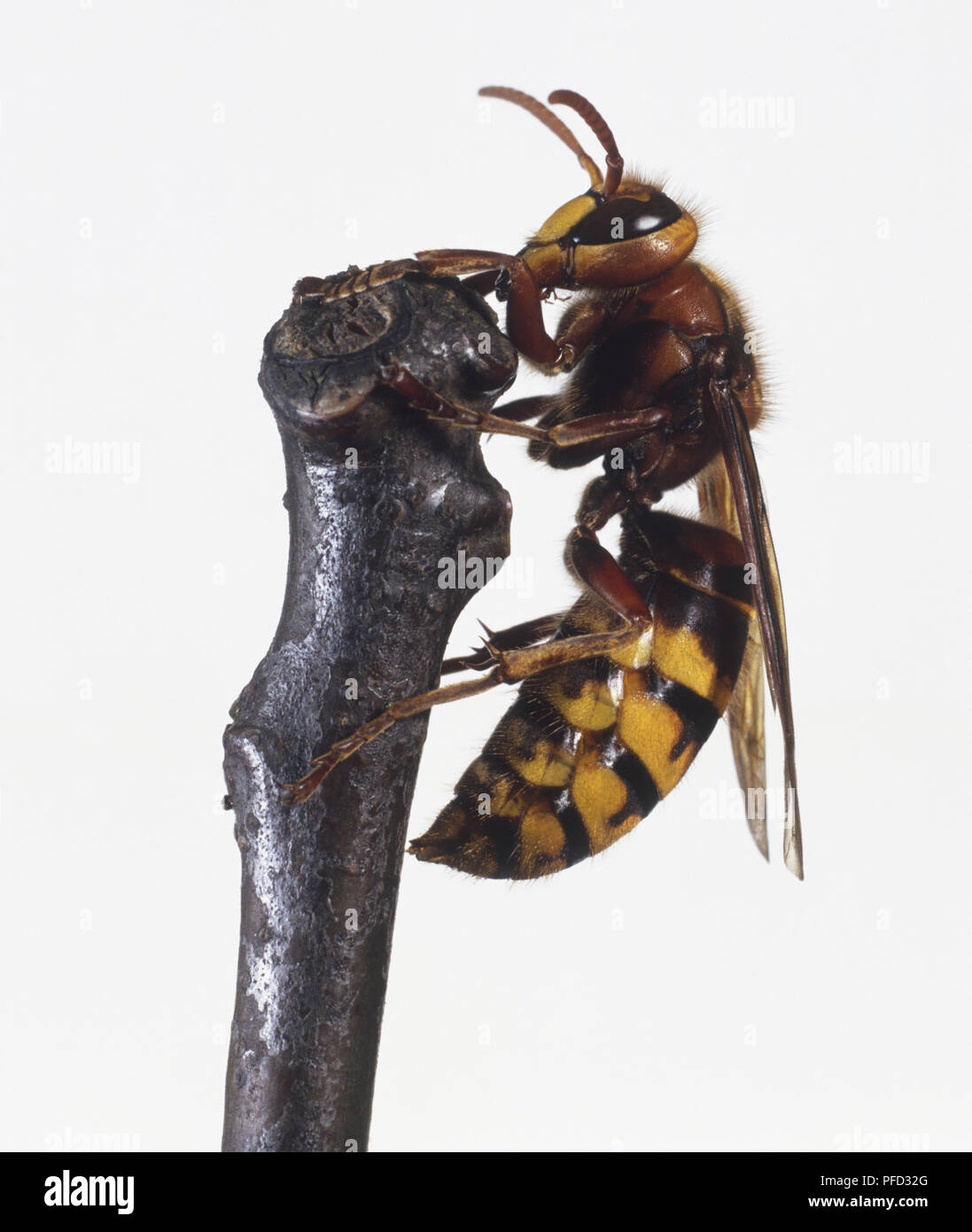 Frelon européen (Vespa crabro) perché sur branche, side view, Close up Banque D'Images
