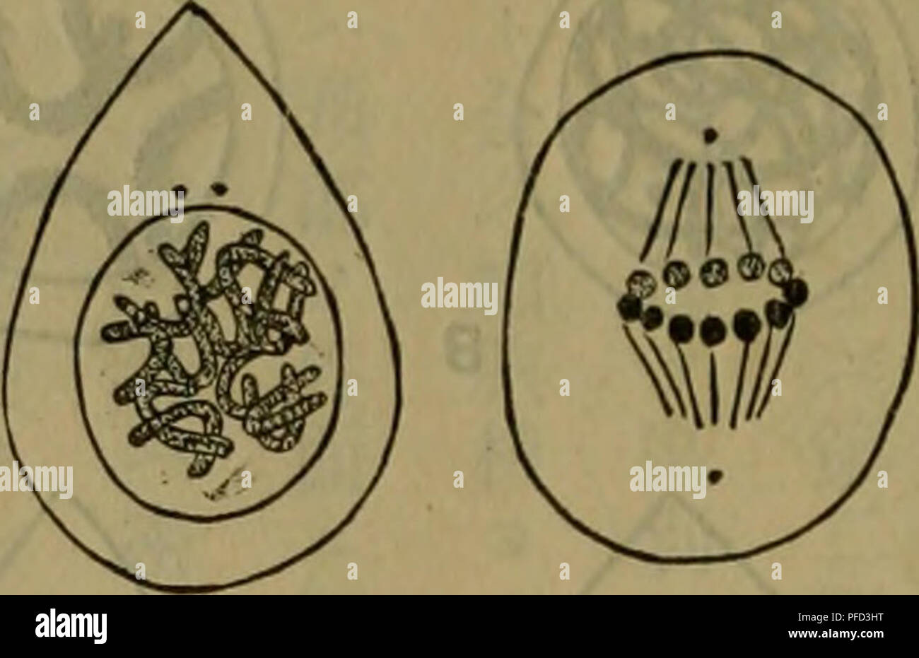 Cette image est tirée du 'Dbutsugaku Zasshi' (Journal zoologique), qui se concentre sur l'étude scientifique des animaux. La revue présente des illustrations détaillées de la physiologie et du comportement des animaux, contribuant ainsi au champ plus large de la zoologie. Banque D'Images