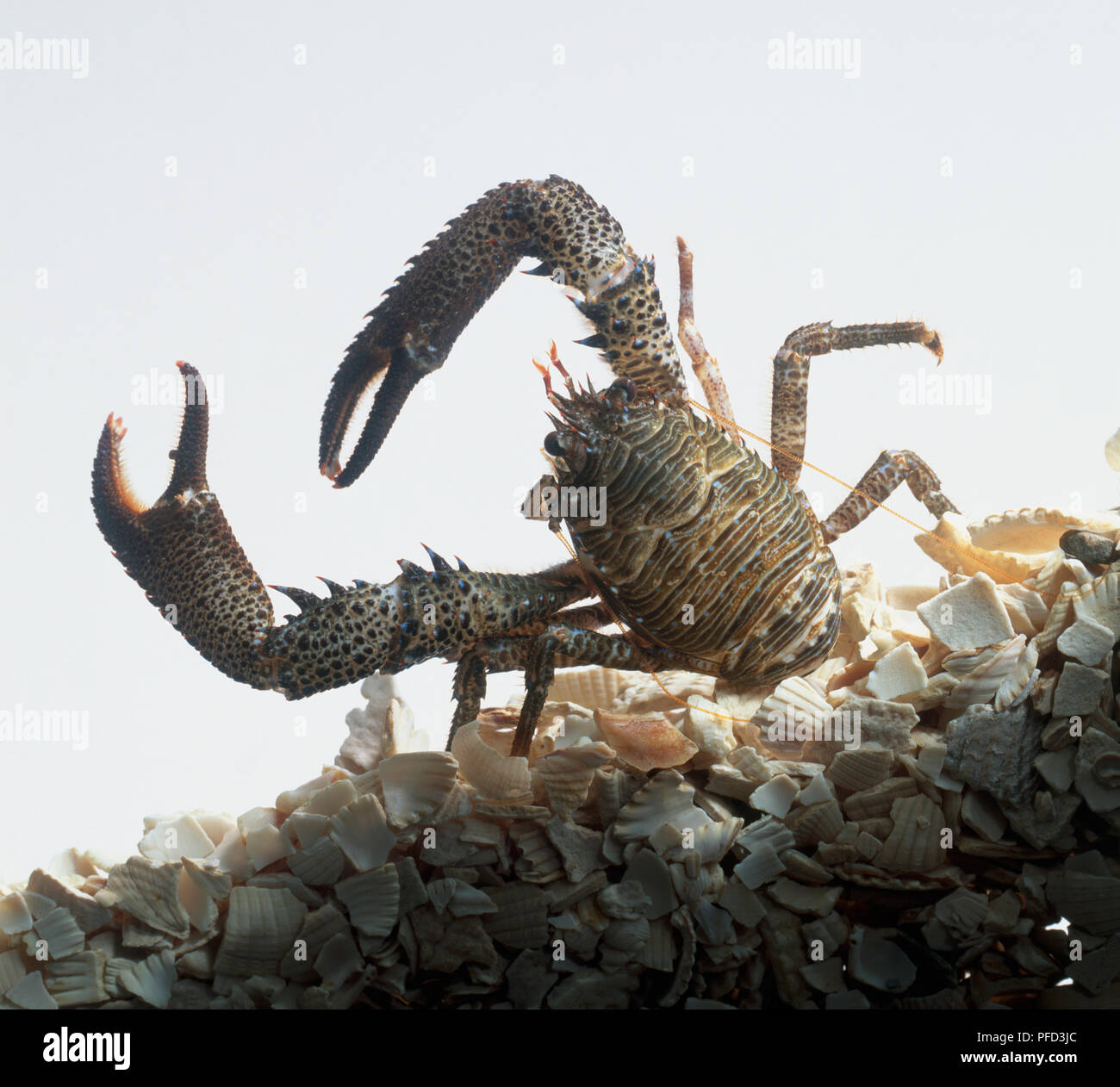 Squat lobster sur un lit de coquilles brisées, close-up Banque D'Images